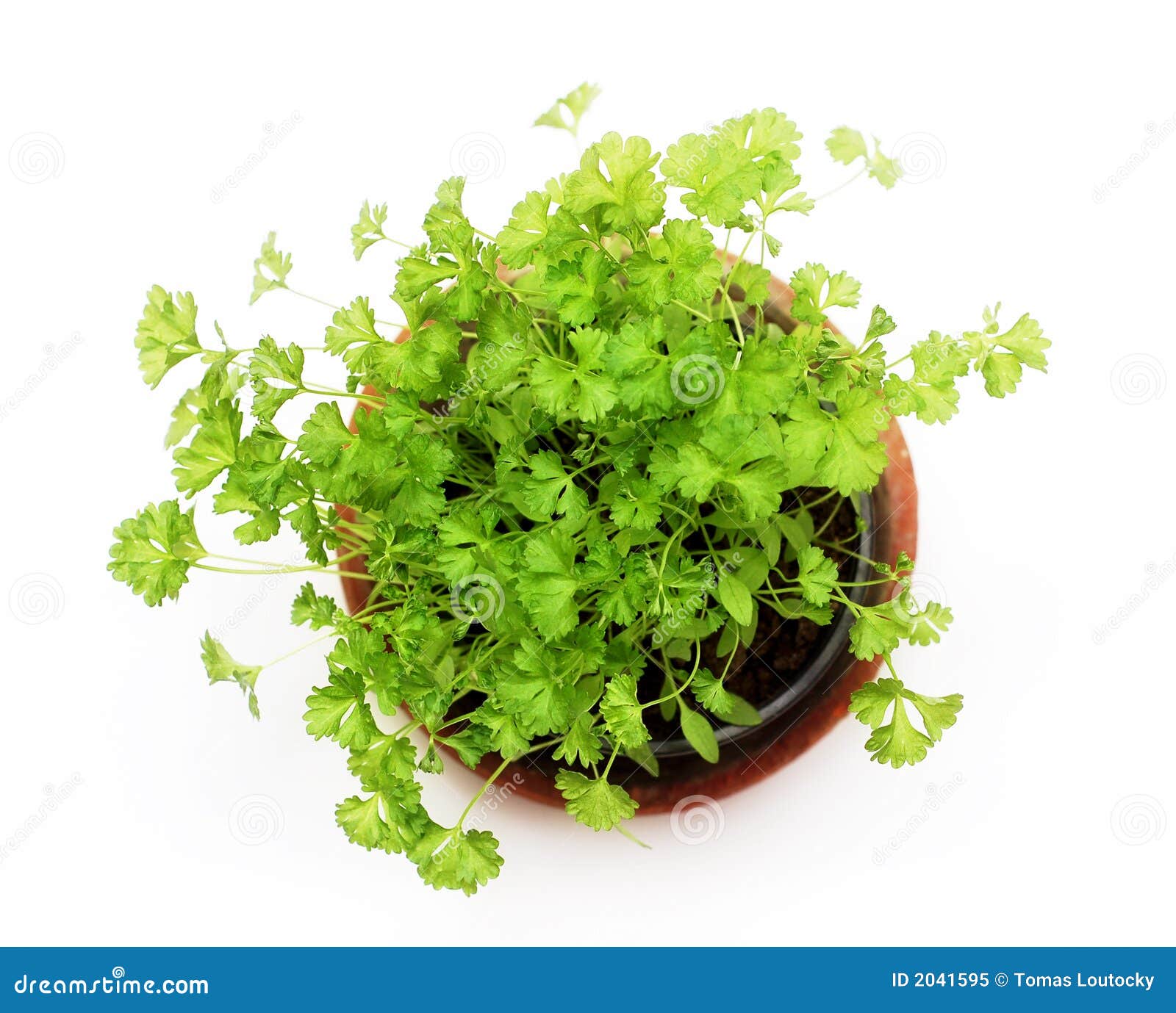 Green herb stock image. Image of grow, bloom, herbal, cook 2041595