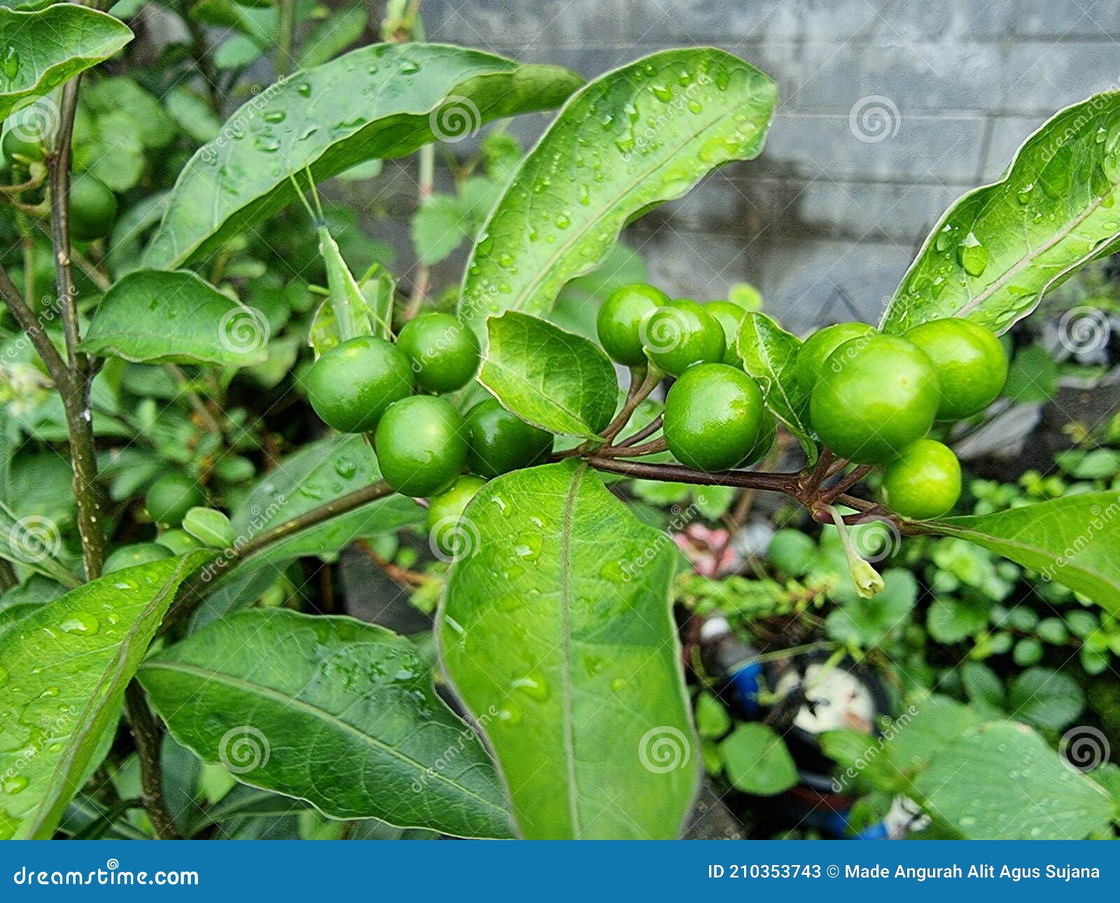 Green herbal plant stock image. Image of nature, green 210353743