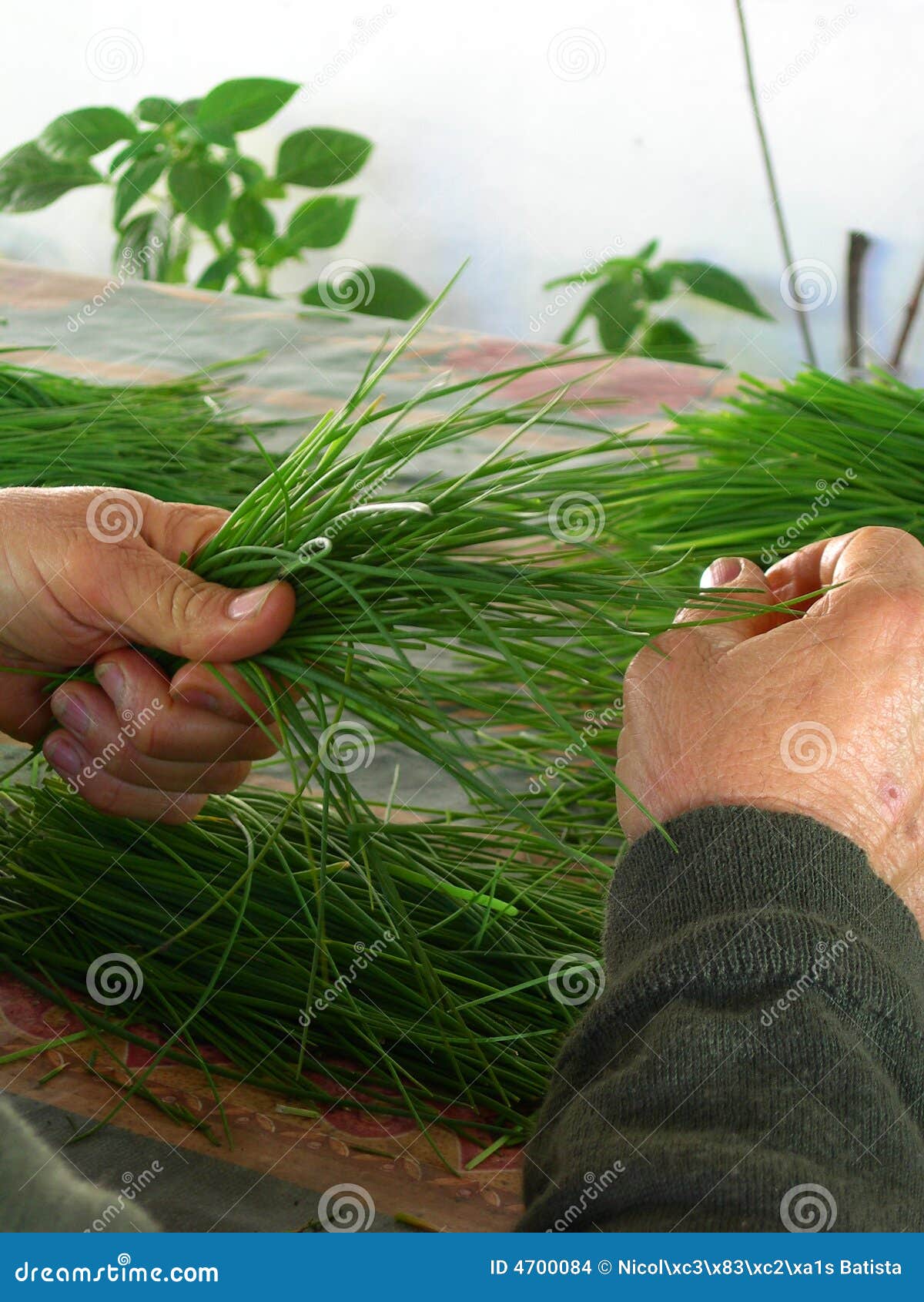 Green herbs in hand stock photo. Image of fragility, cups 4700084