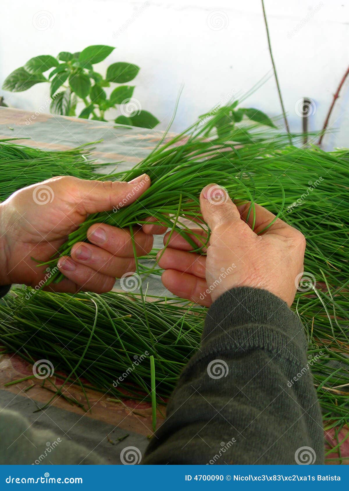 Green herbs in hand stock photo. Image of dirt, cups, field 4700090