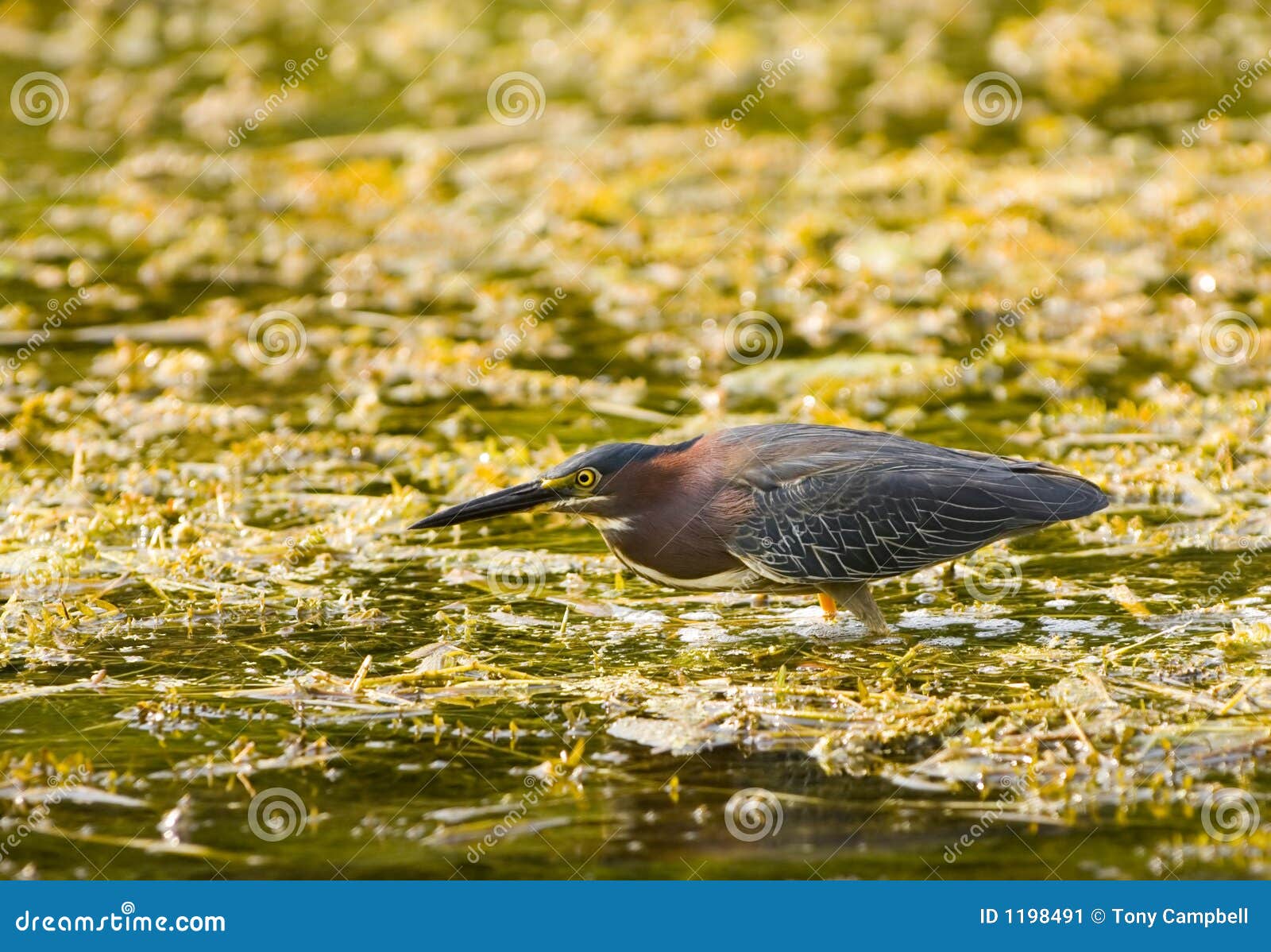 Green heron in a swamp stock image Image of river shorebird Biology Diagrams