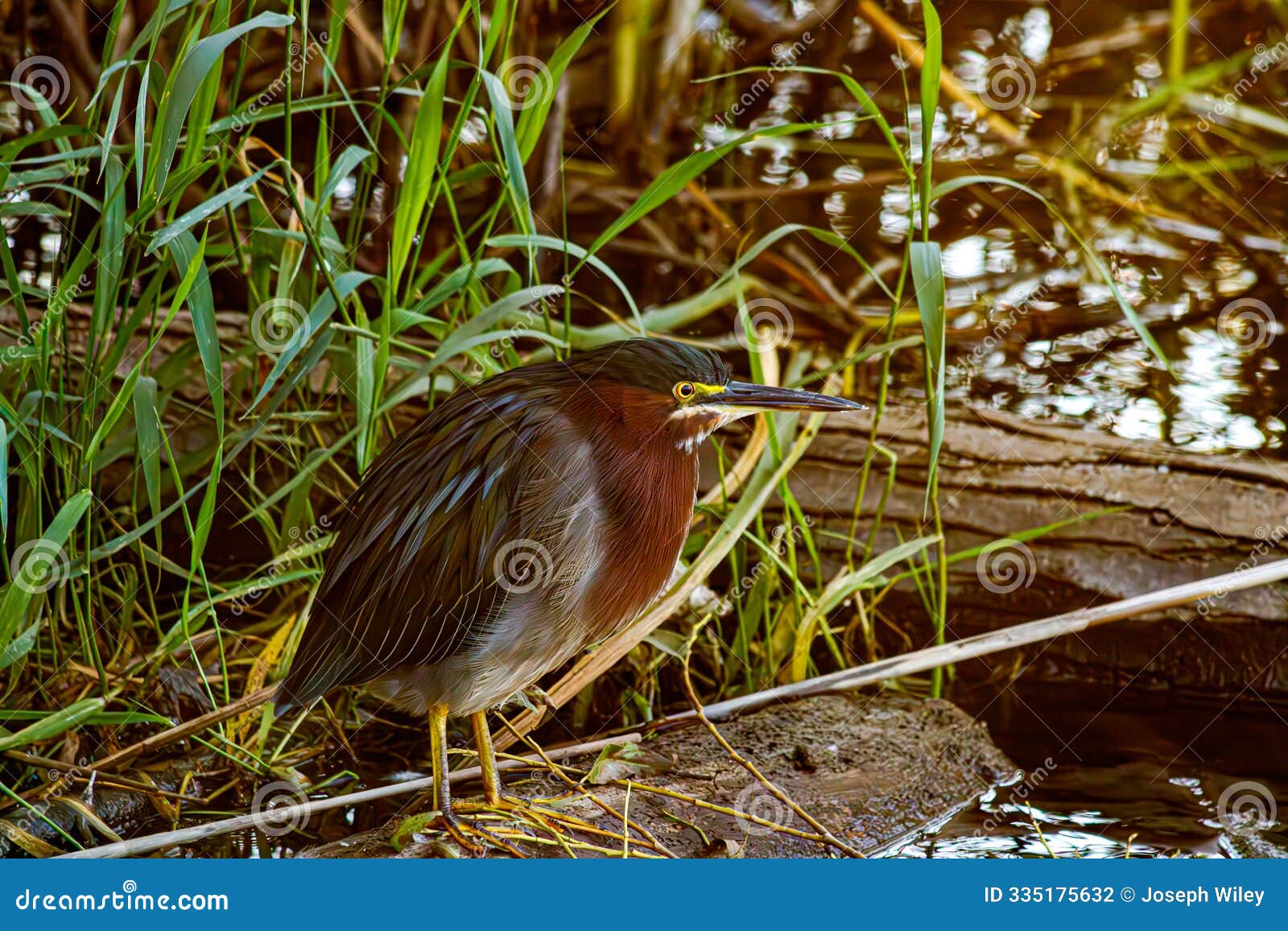 green heron by the water