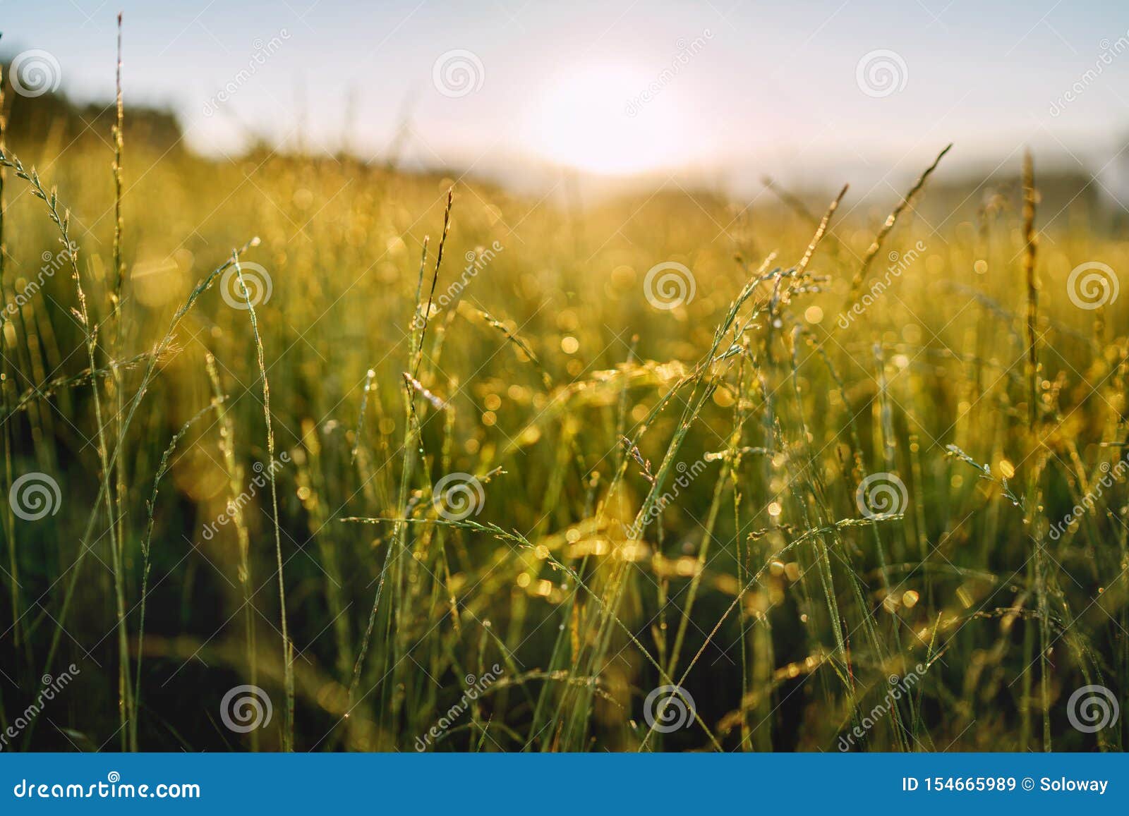 green hight grass covered with morning dew with bright sunlight beams on background. wide opened aperture image