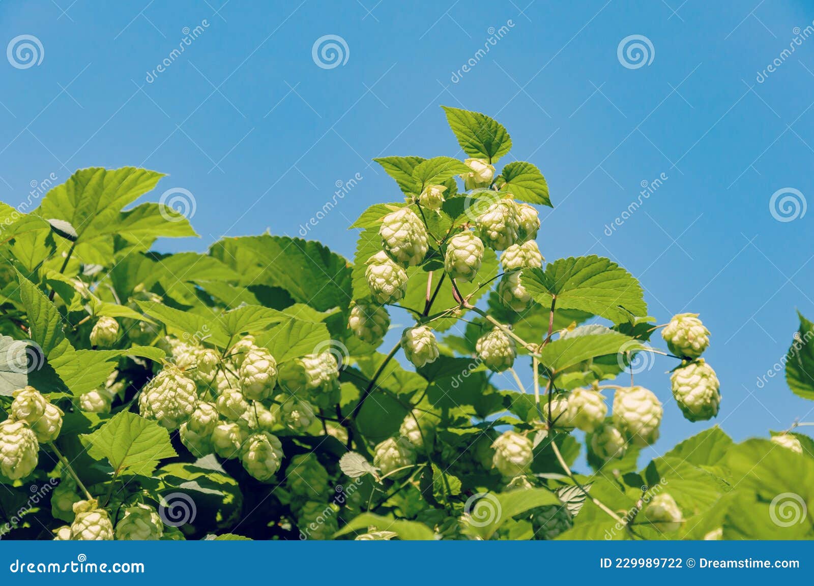 Green Hops for Beer. Craft Beer Ingredients at a Brewery Stock Photo