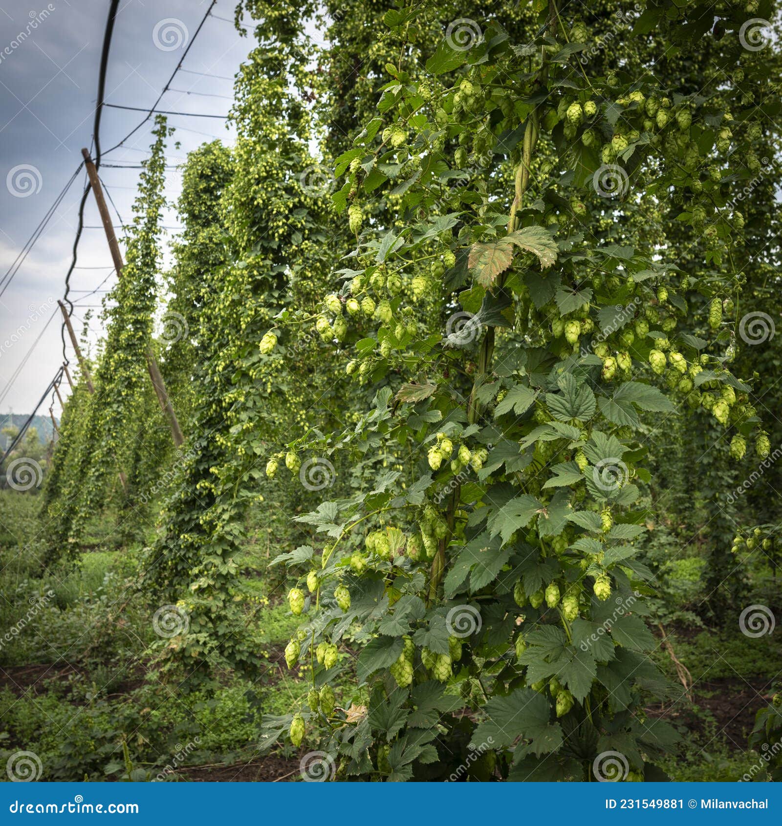 green hops field. fully grown hop bines. hops field in bavaria germany. hops are main ingredients in beer production