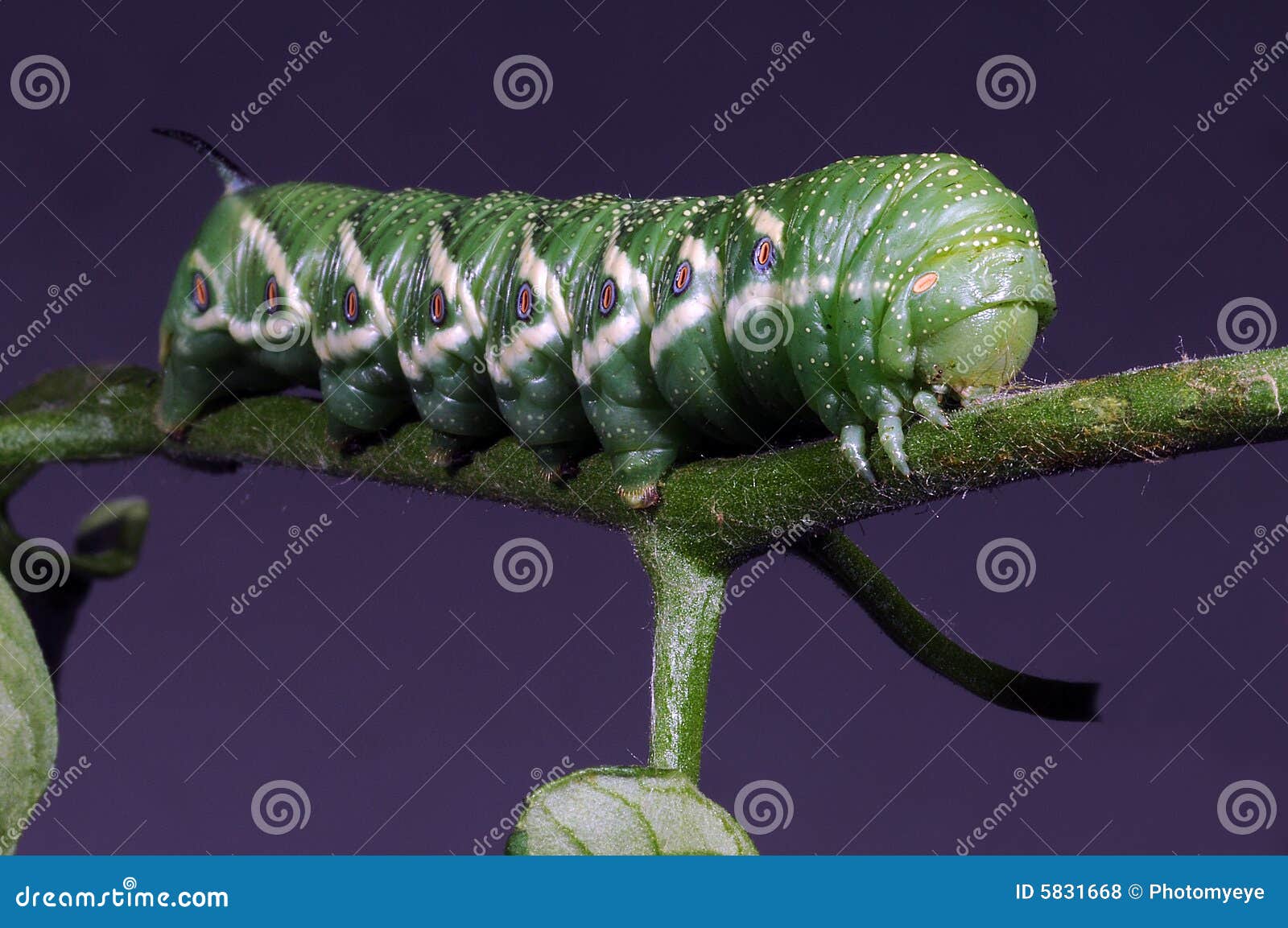 Green Horned Caterpillar stock photo. Image of eating 5831668