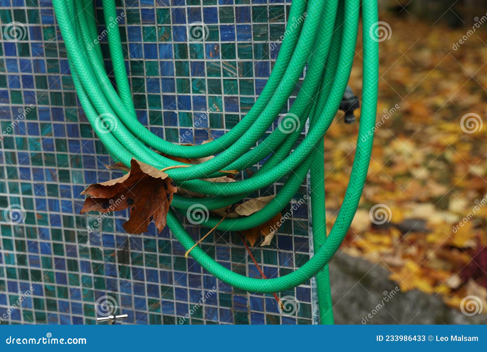 Green Hose for Watering Plants in the Garden Stock Image Image of