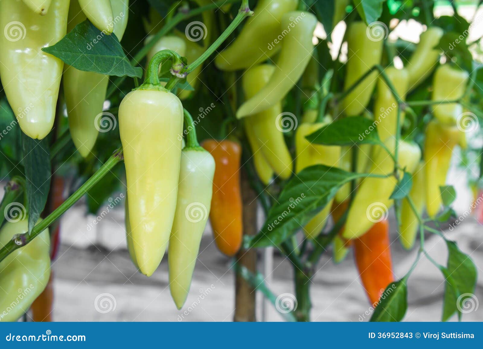 Green hot chili pepper . stock image. Image of cayenne 36952843