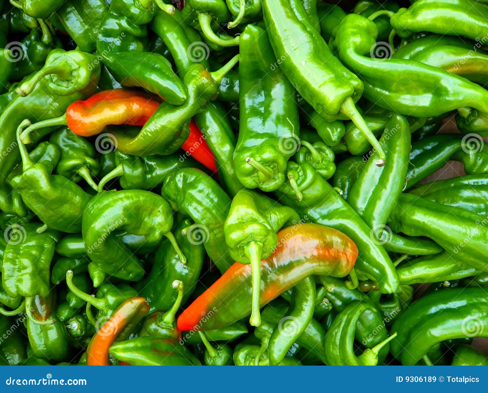 Green hot pepper chili stock image. Image of vegetable 9306189