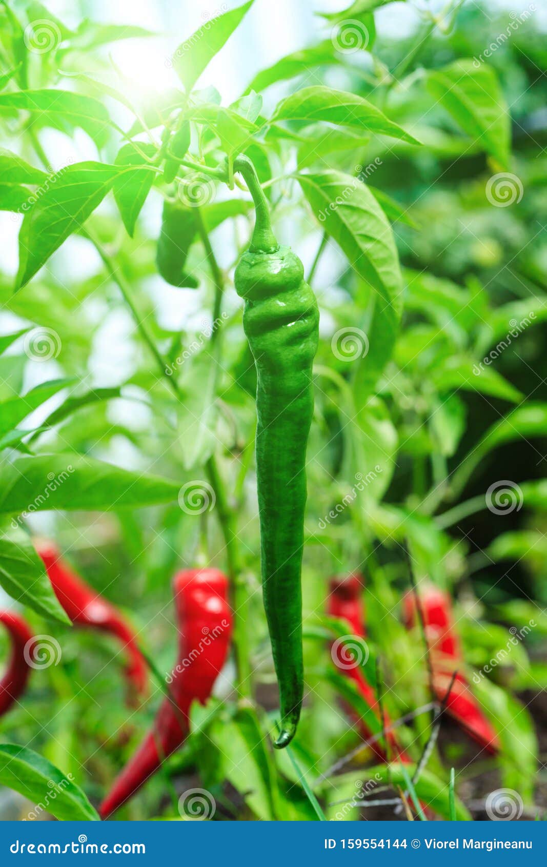 Green Hot Pepper In The Growing Period Amazing Top View Awesome