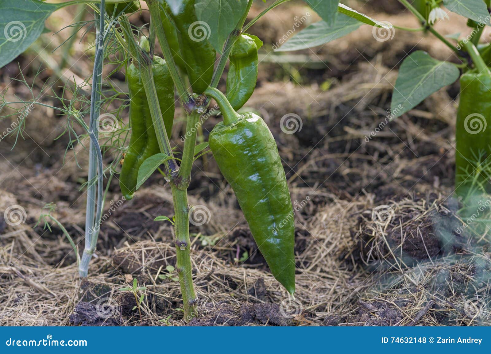 Green hot peppers stock photo. Image of agriculture, colors 74632148