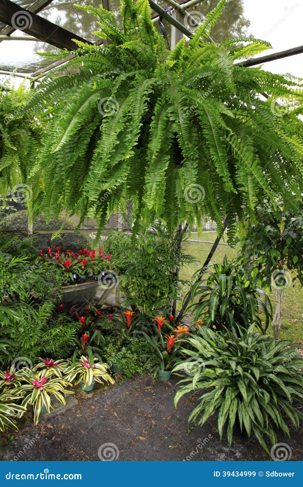 Green House  With Ferns  Bromeliads Corn Plant  Palms And 