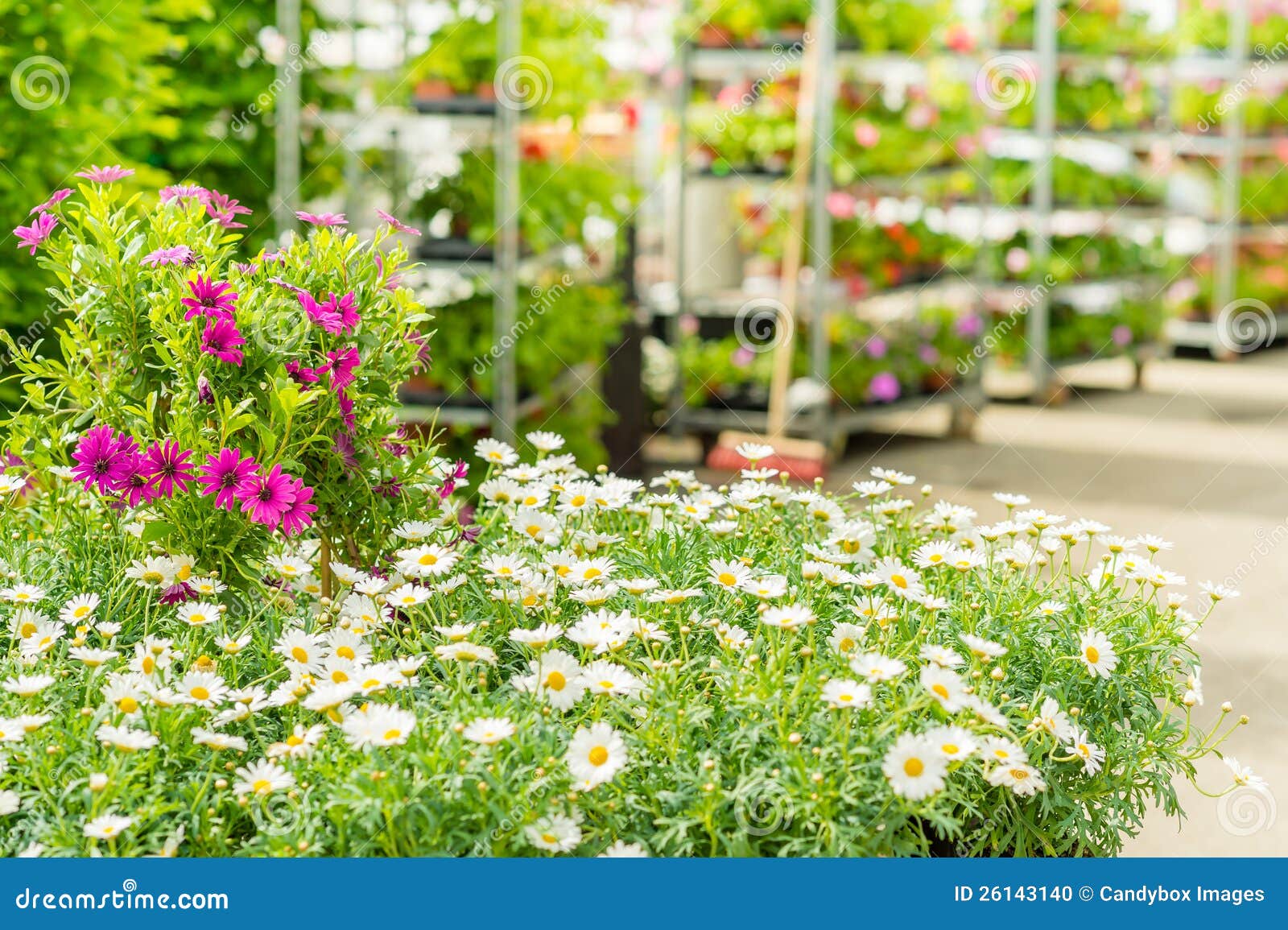 green house flower shop at garden centre stock photo - image of