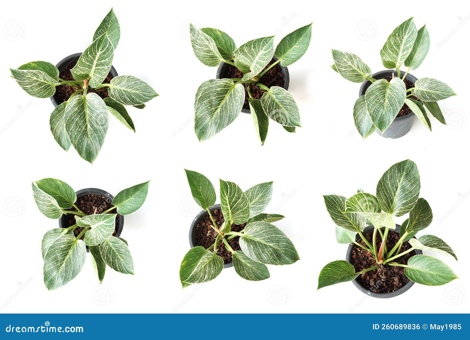 Green House Plant Isolated on White Background Stock Photo Image of