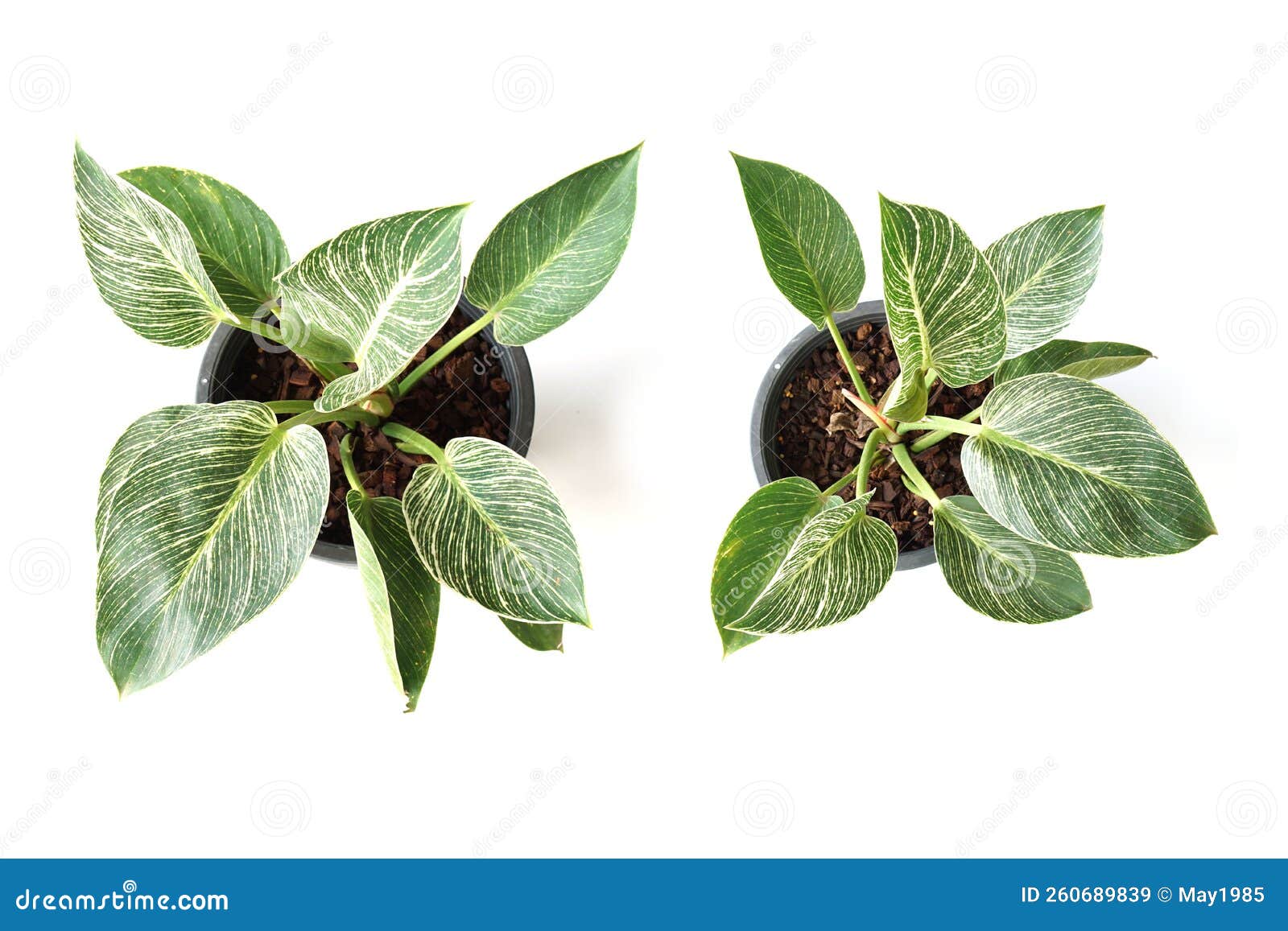 Green House Plant Isolated on White Background Stock Image Image of