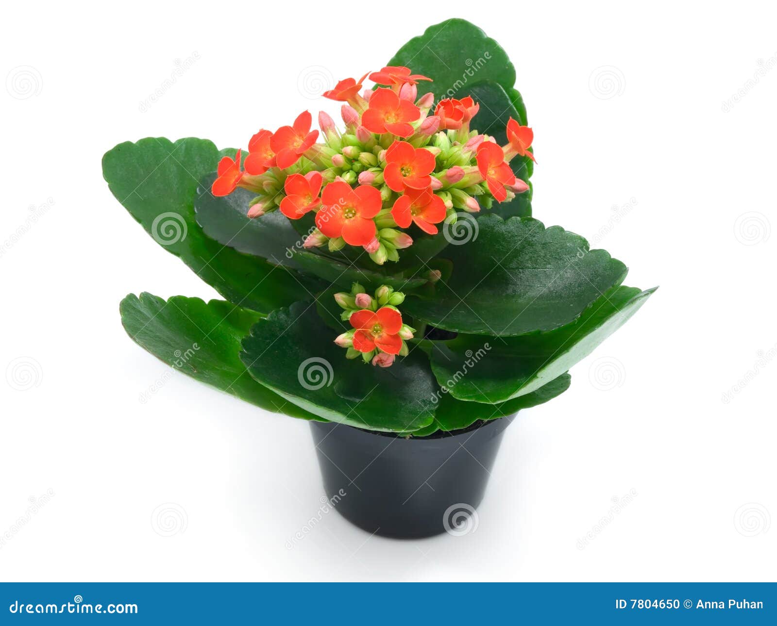 Green Houseplants With Red  Flowers Stock Photo Image of 