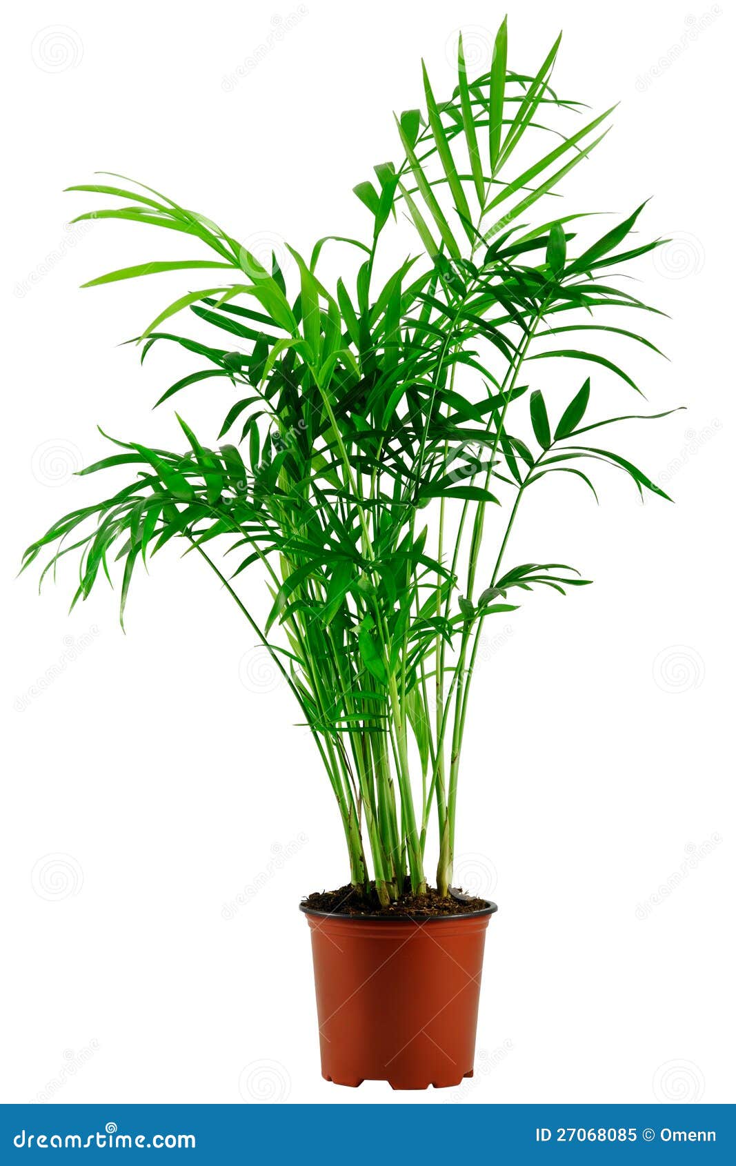 green howea palm-tree in flowerpot