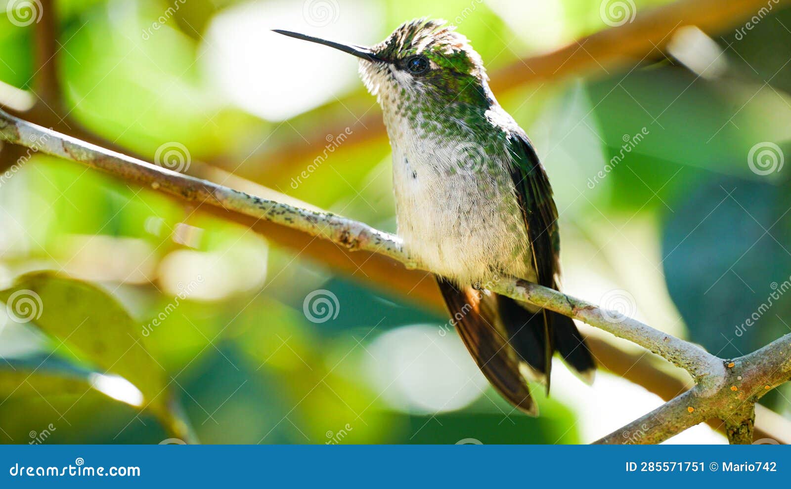 green hummingbird found in the atlantic forest