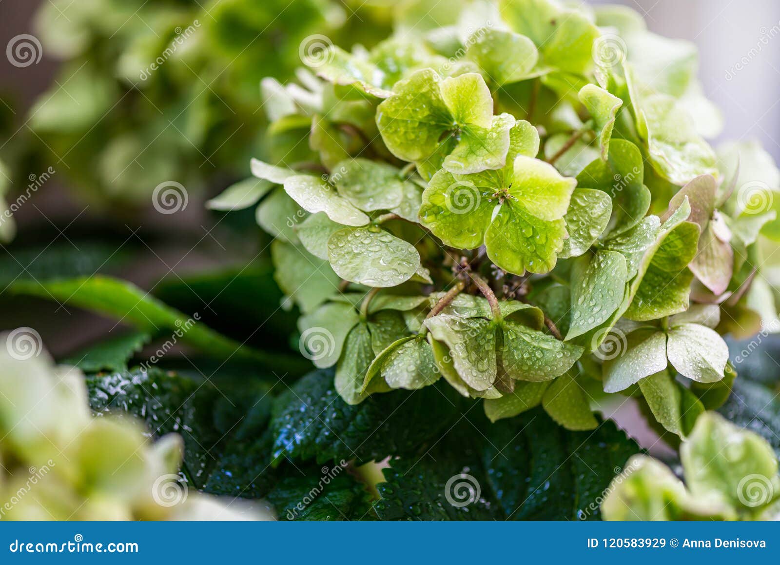 Green Hydrangea Flowers in the Garden Stock Image - Image of bloom ...