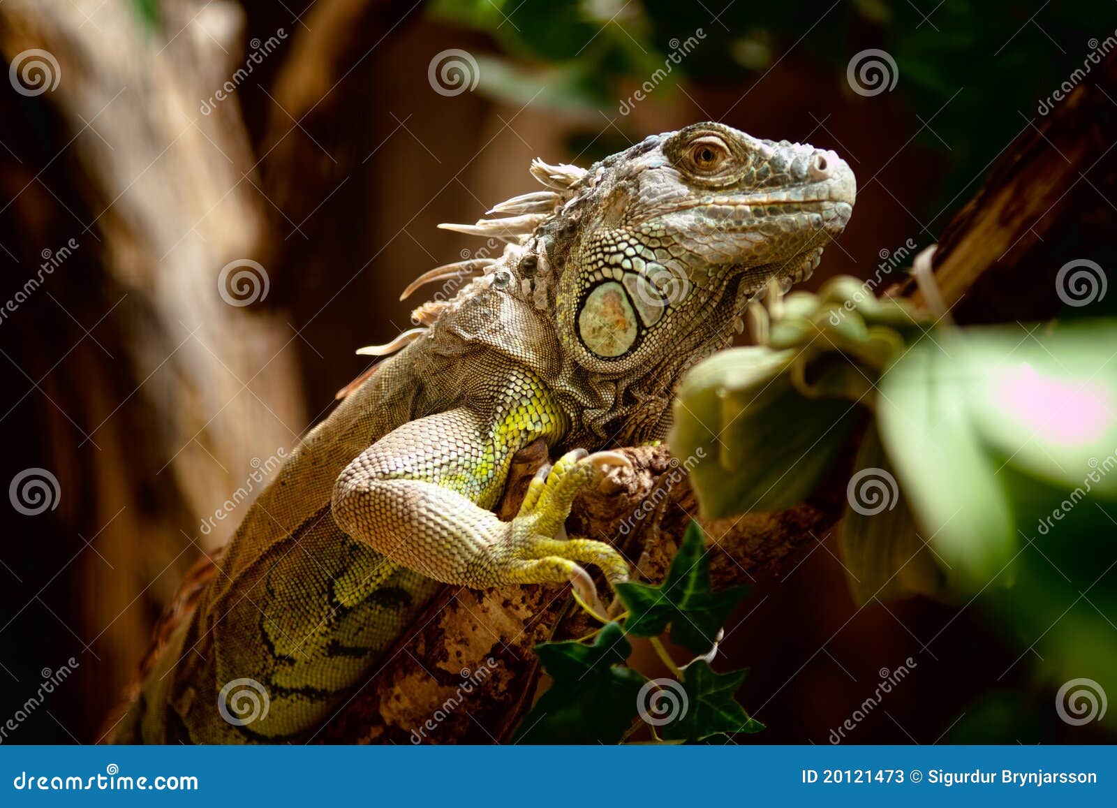 Iguana Pet