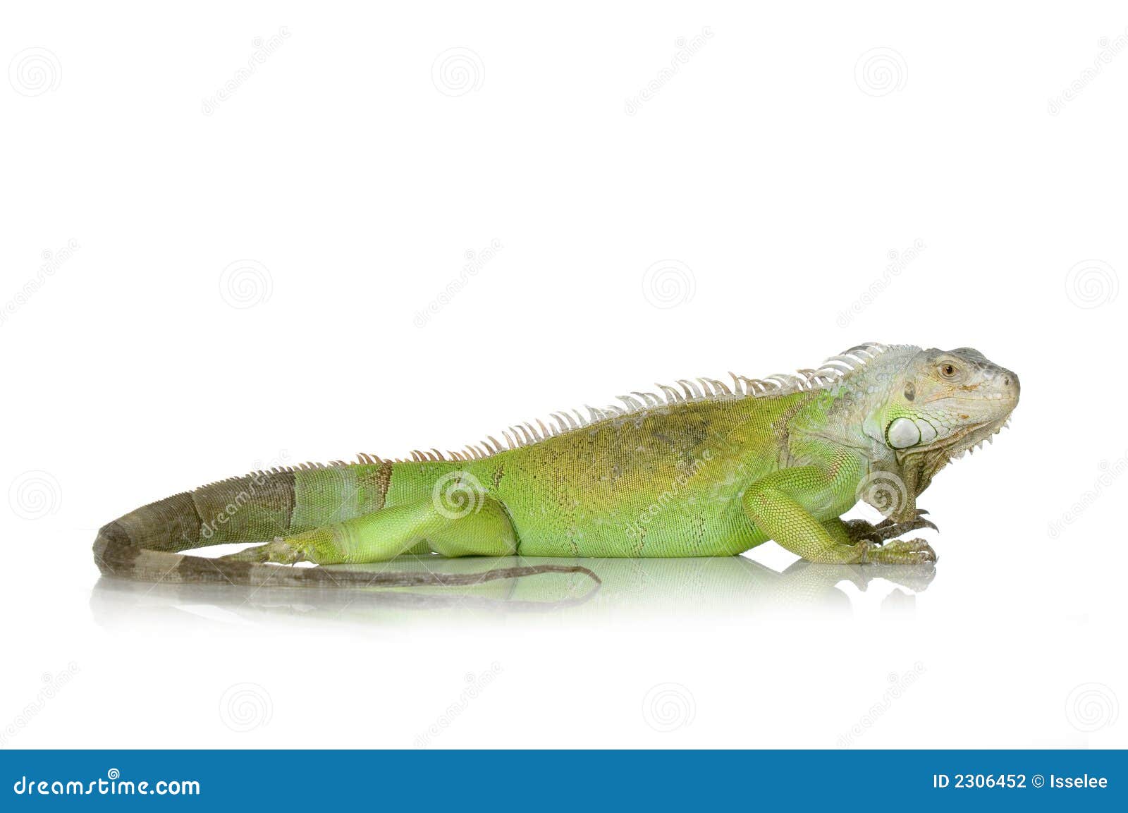 green iguana