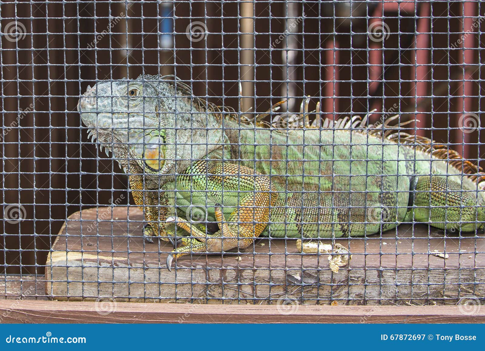 green iguana in captivity