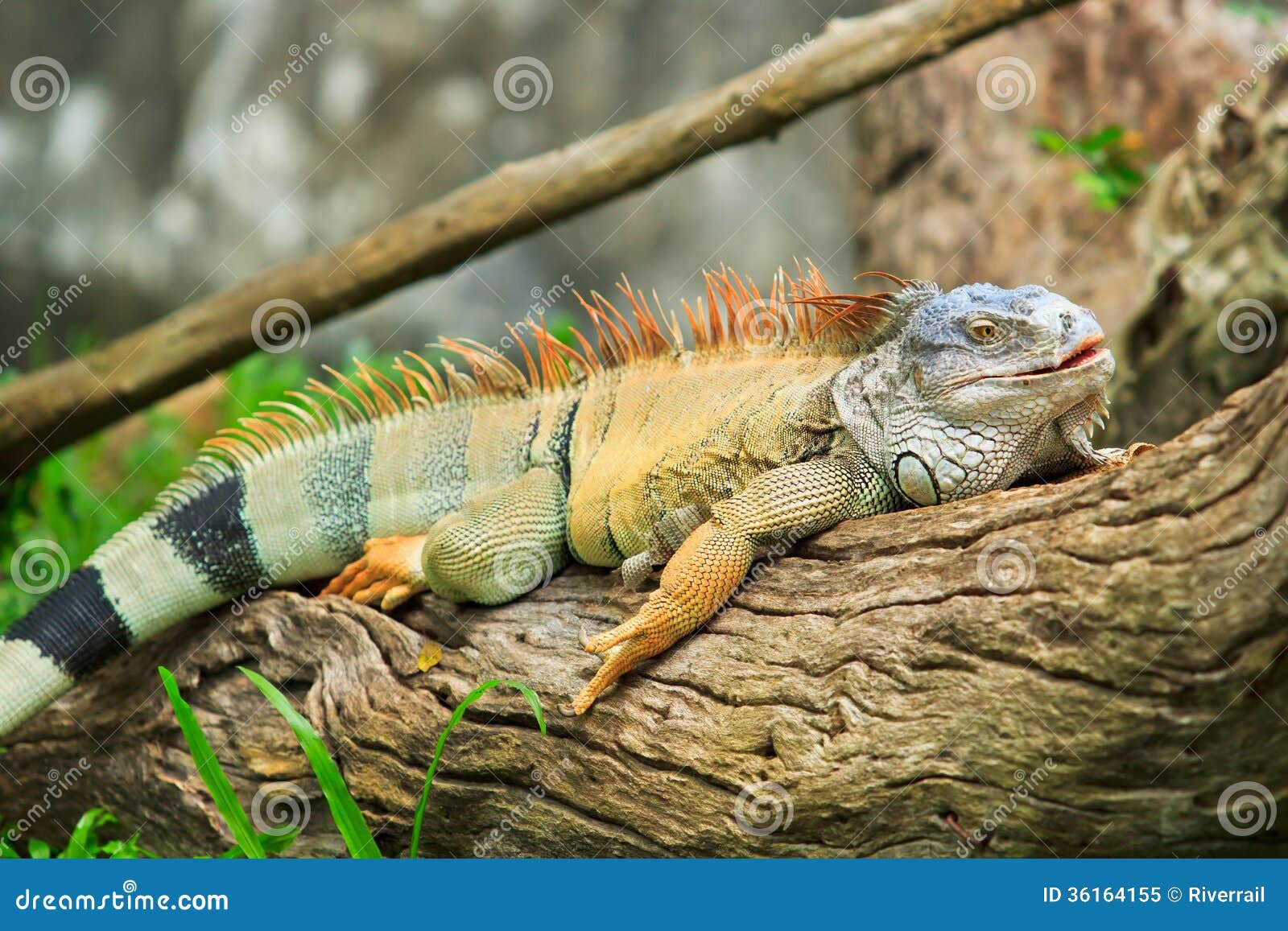 Green Iguana stock image. Image of animal, green, horn 36164155