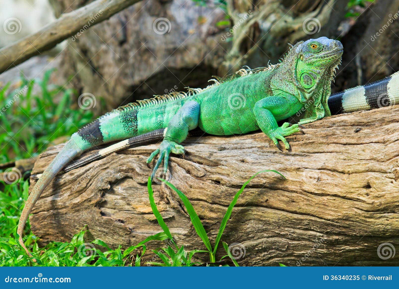 Green Iguana  stock image Image of animal cyclura jungle 