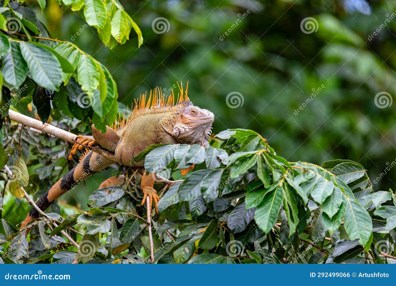 green iguana - iguana iguana, refugio de vida silvestre cano negro, wildlife and birdwatching in costa rica