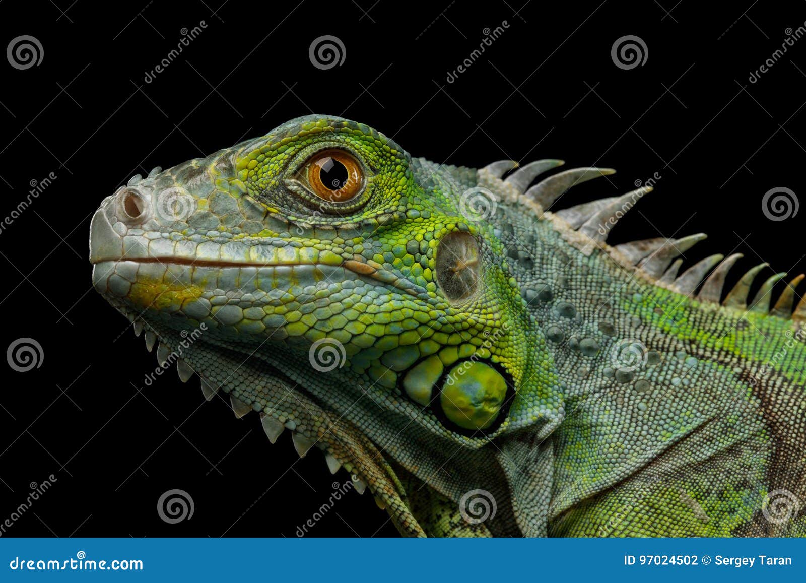 green iguana  on black background