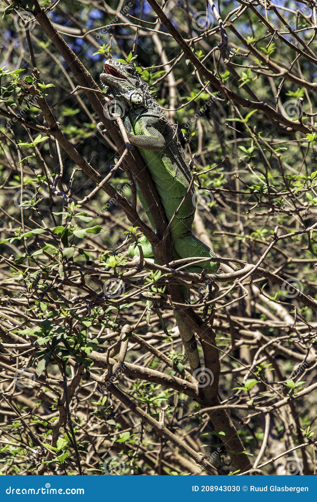 green iguana in the lagoon of chacahua national park  oaxaca  mexico