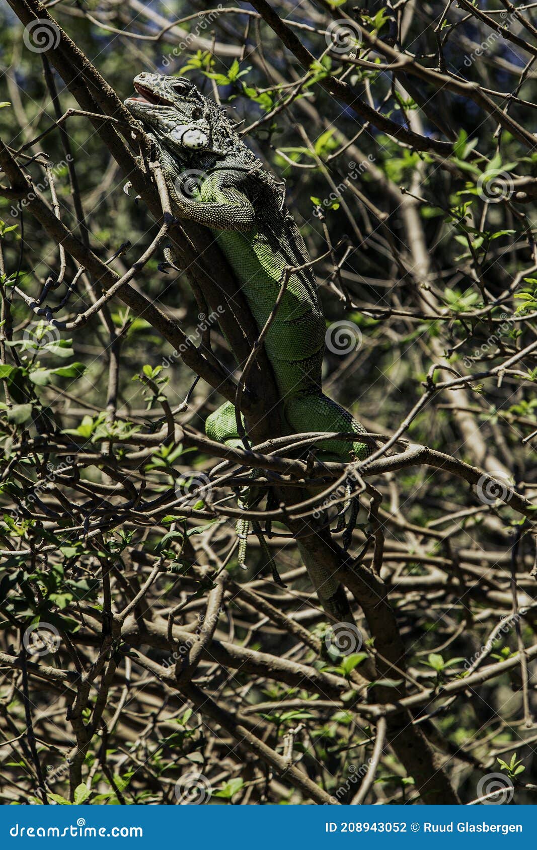 green iguana in the lagoon of the chacahua national park  oaxaca  mexico