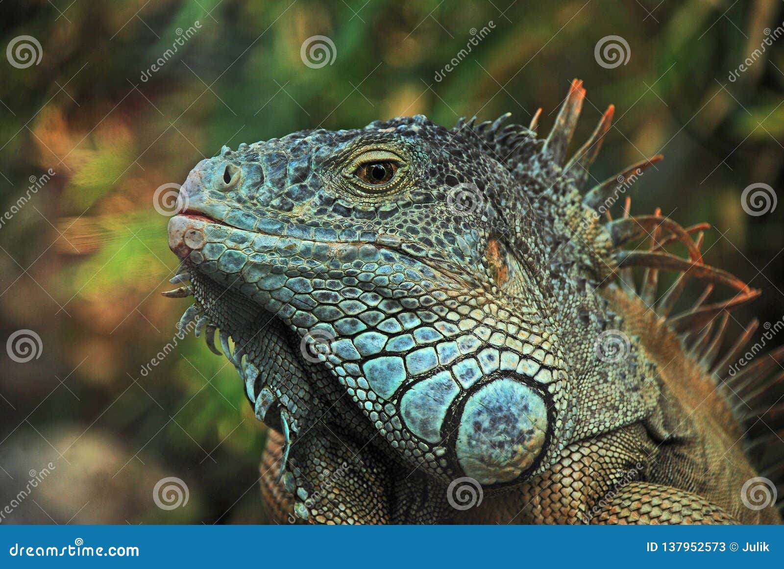 green iguana, loro park, tenerife island.