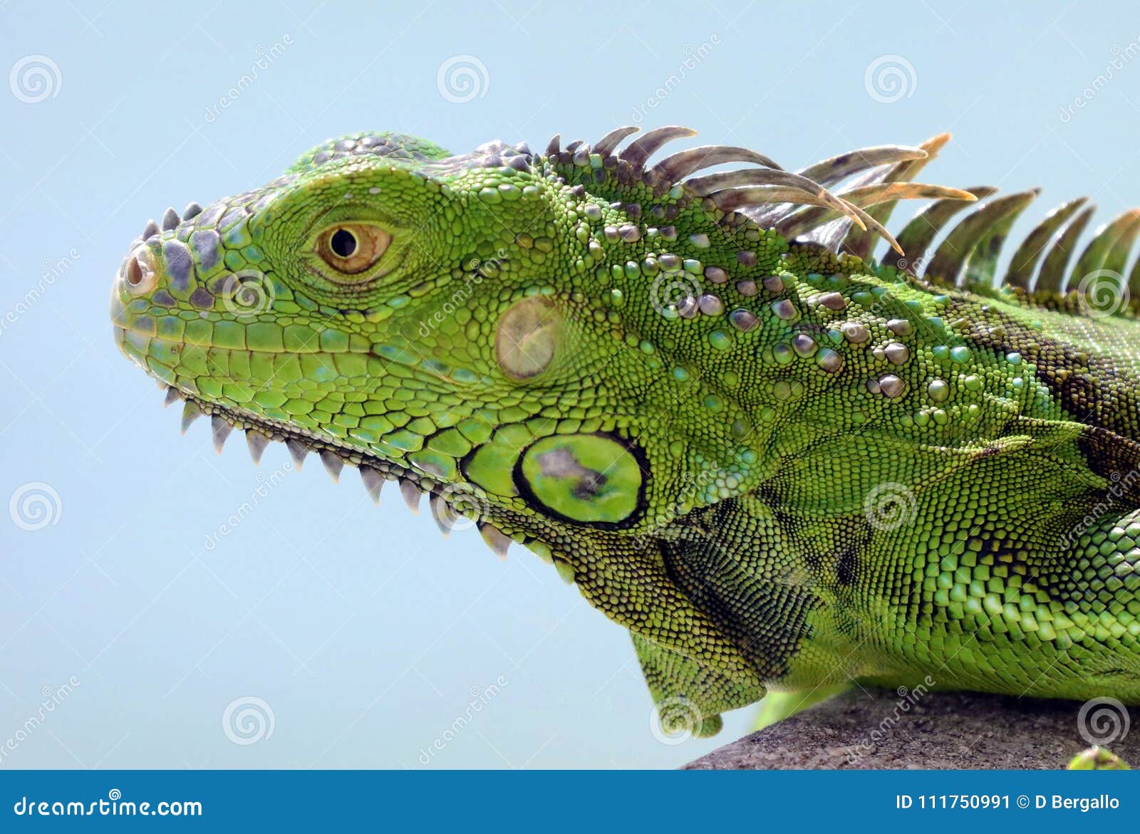Iguana Pet