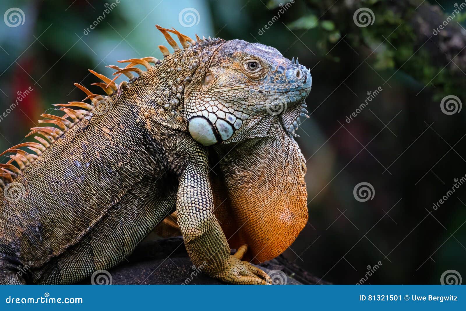 green iguana male posing with mating color