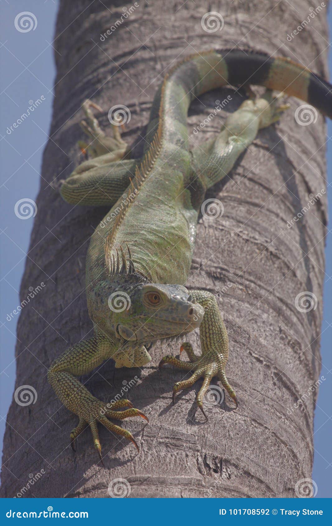 Green Iguana on palm tree stock photo. Image of caribbean 101708592