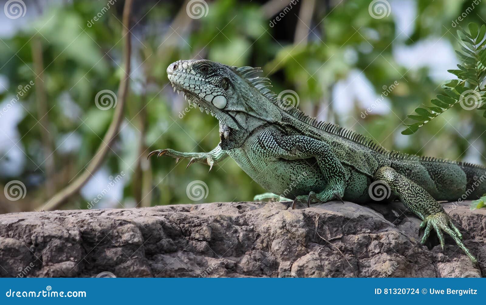 green iguana in the pantanal, brazil
