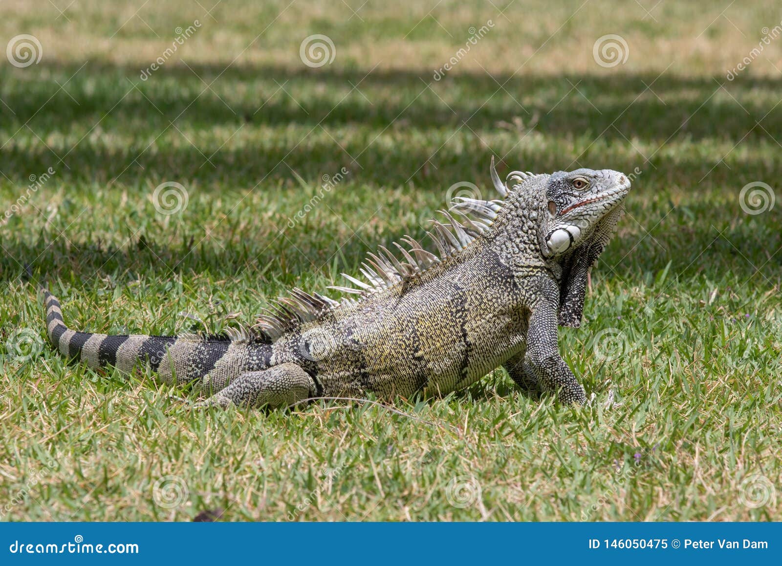 a green iguana posing in the grass in curacao