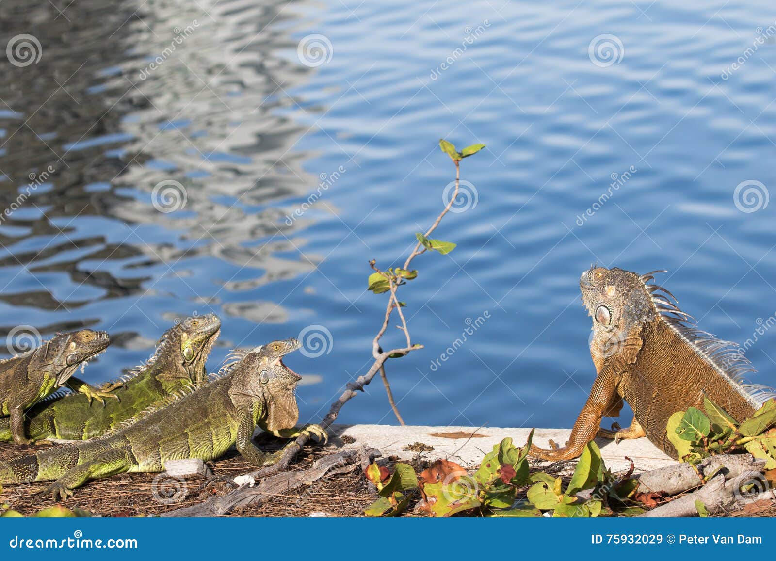 Green Iguanas Showing Territorial Behavior Stock Image Image of species, dewlap 75932029