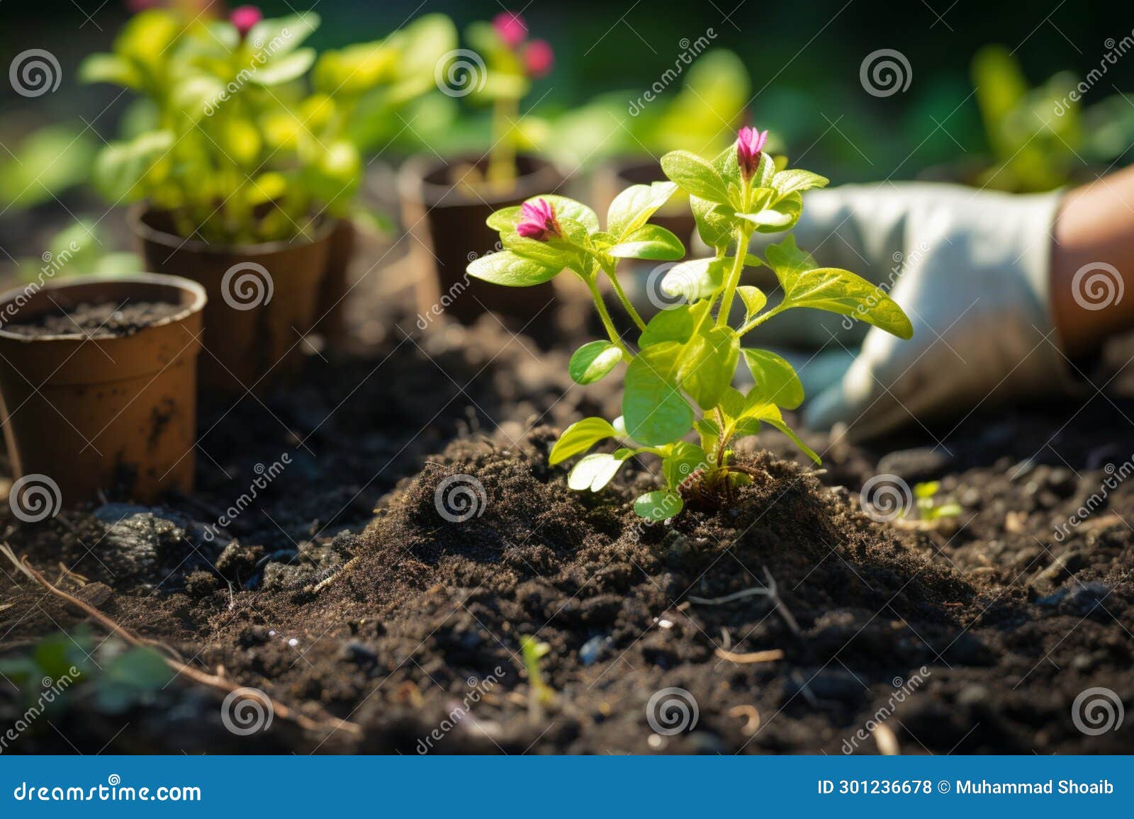 green initiative new tree planted as part of the fight against climate change
