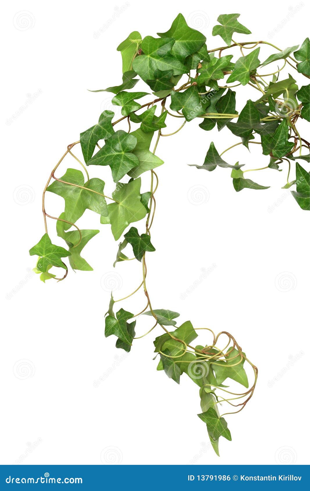 Green Ivy stock photo. Image of gardening, home, green - 13791986