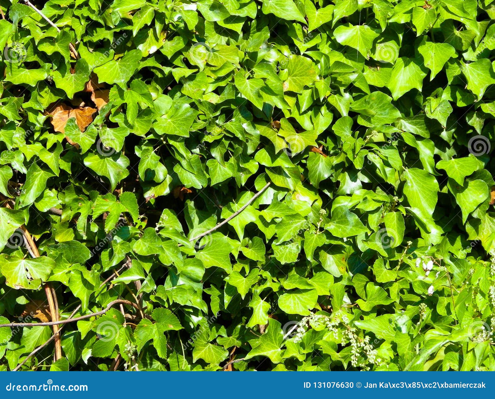 Green ivy as background. stock photo. Image of background 131076630