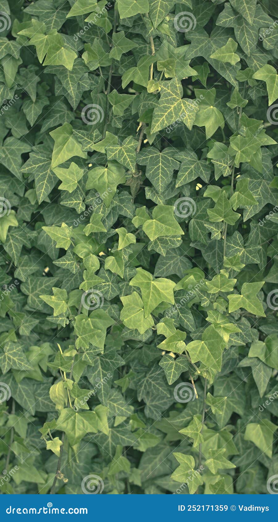 Green Ivy Background, Lots of Ivy Leaves Stock Image Image of flower