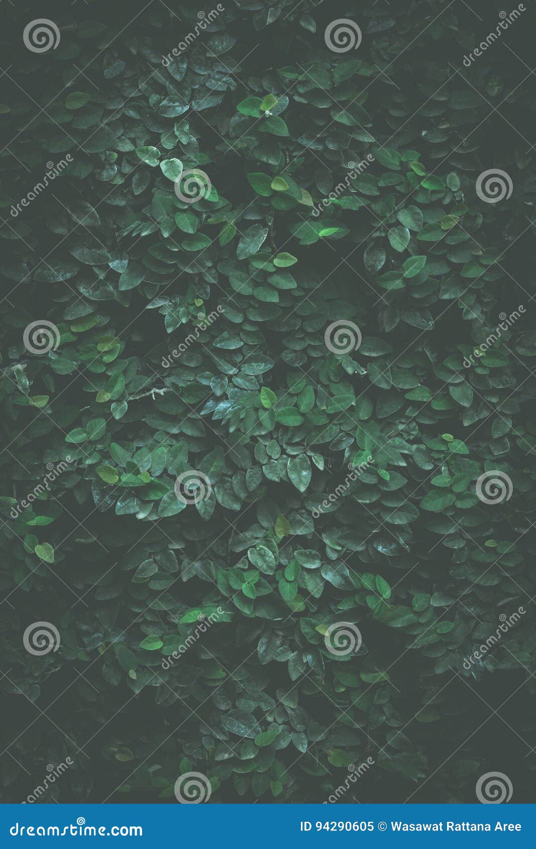 Green Ivy Background stock image. Image of spring, cover 94290605