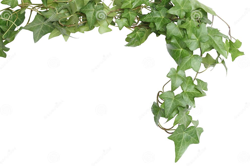 Green Ivy Border stock image. Image of green, leaf, background - 14034457