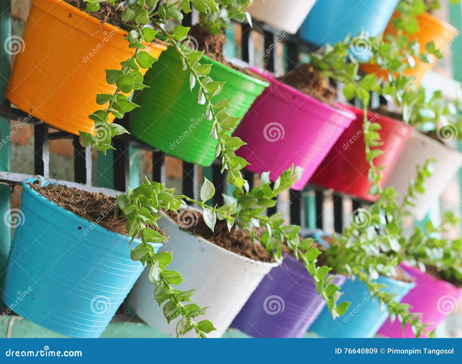 Green ivy stock image. Image of branch, liana, green 76640809