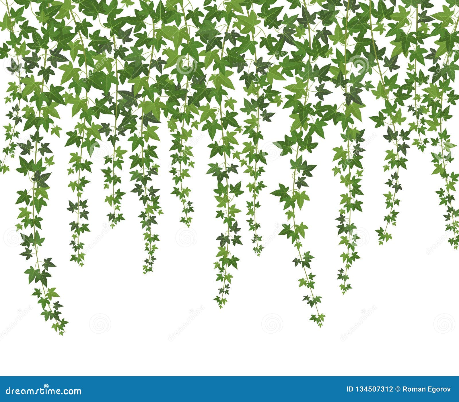 green ivy. creeper wall climbing plant hanging from above. garden decoration ivy vines background