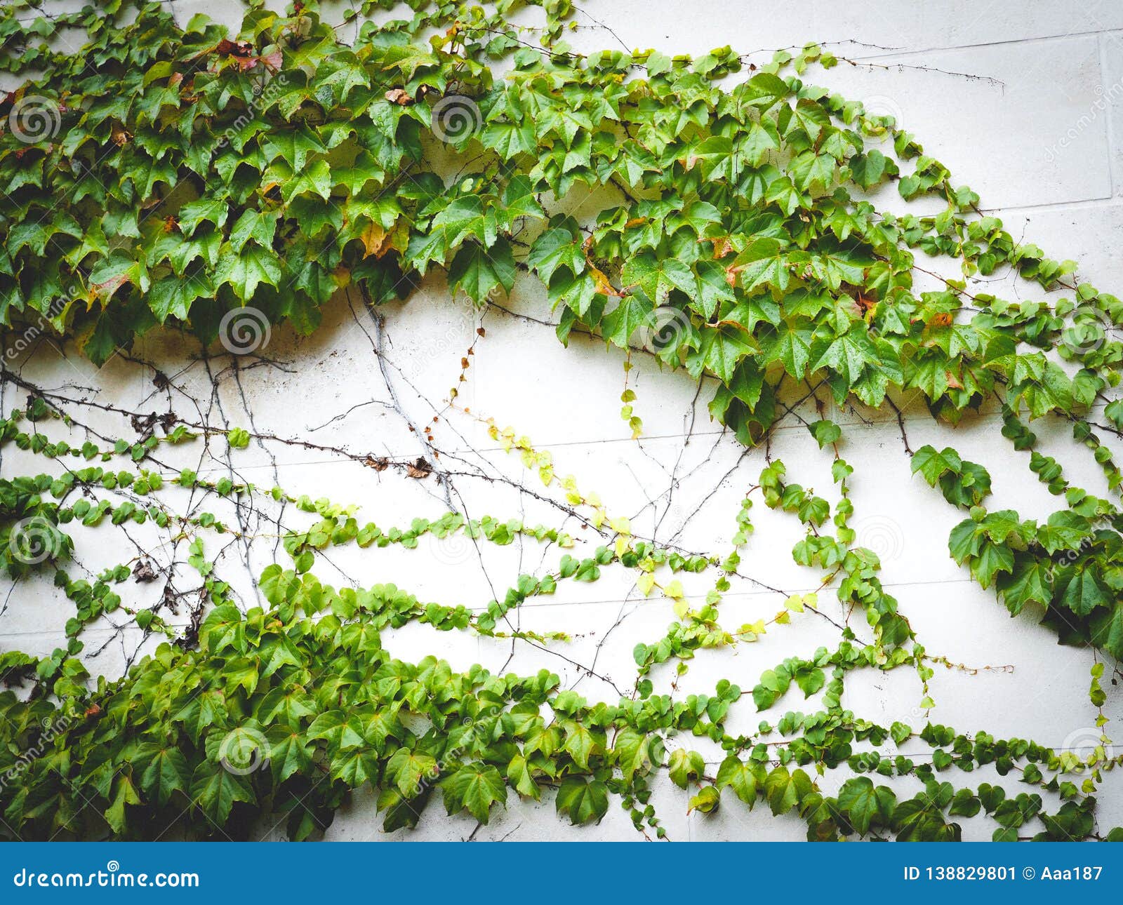 Green Ivy Creeping Plant on the Wall Stock Image Image of color, vine