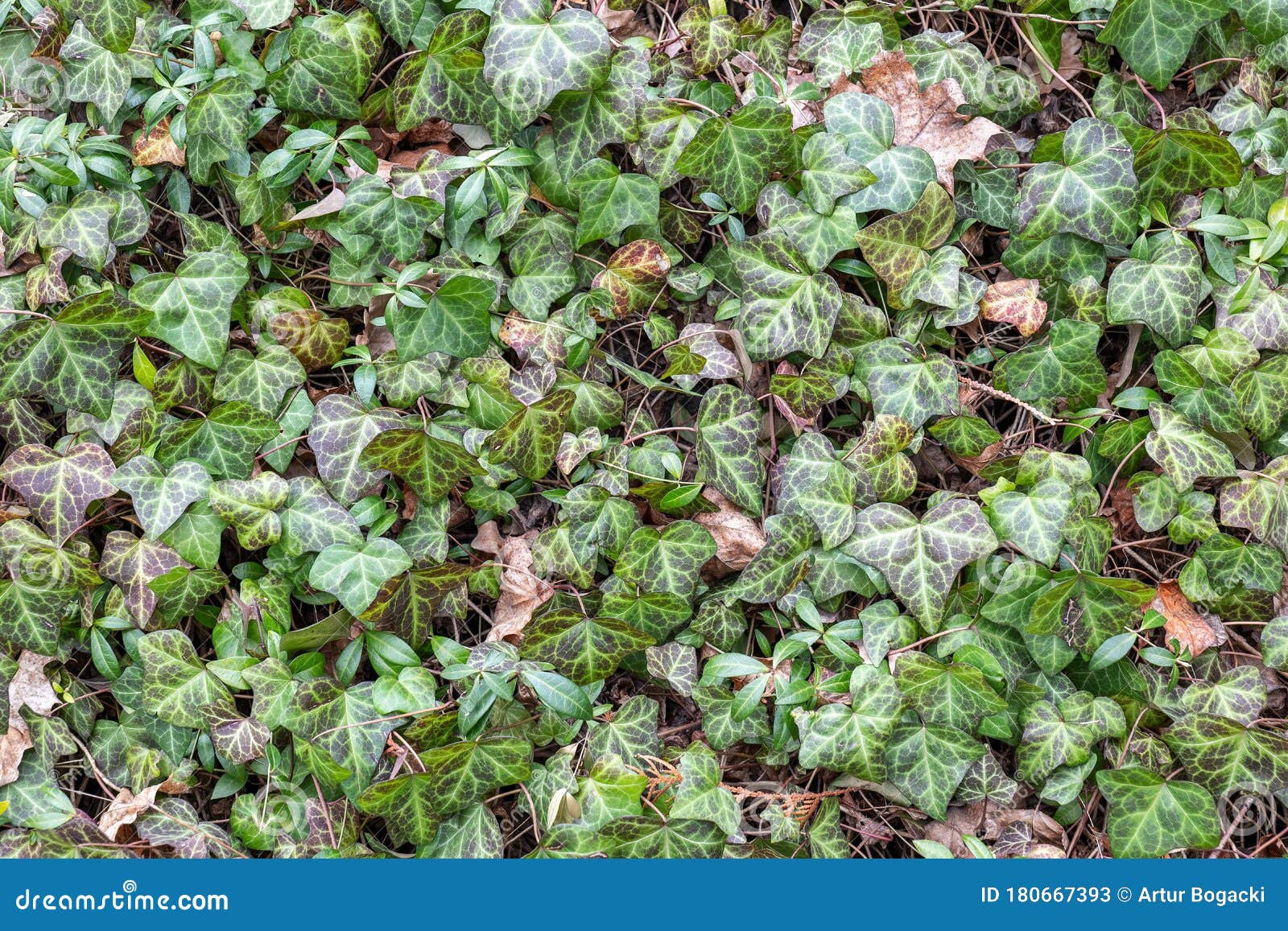 Green Ivy Creeping Plants Dense Foliage Background Stock Image Image