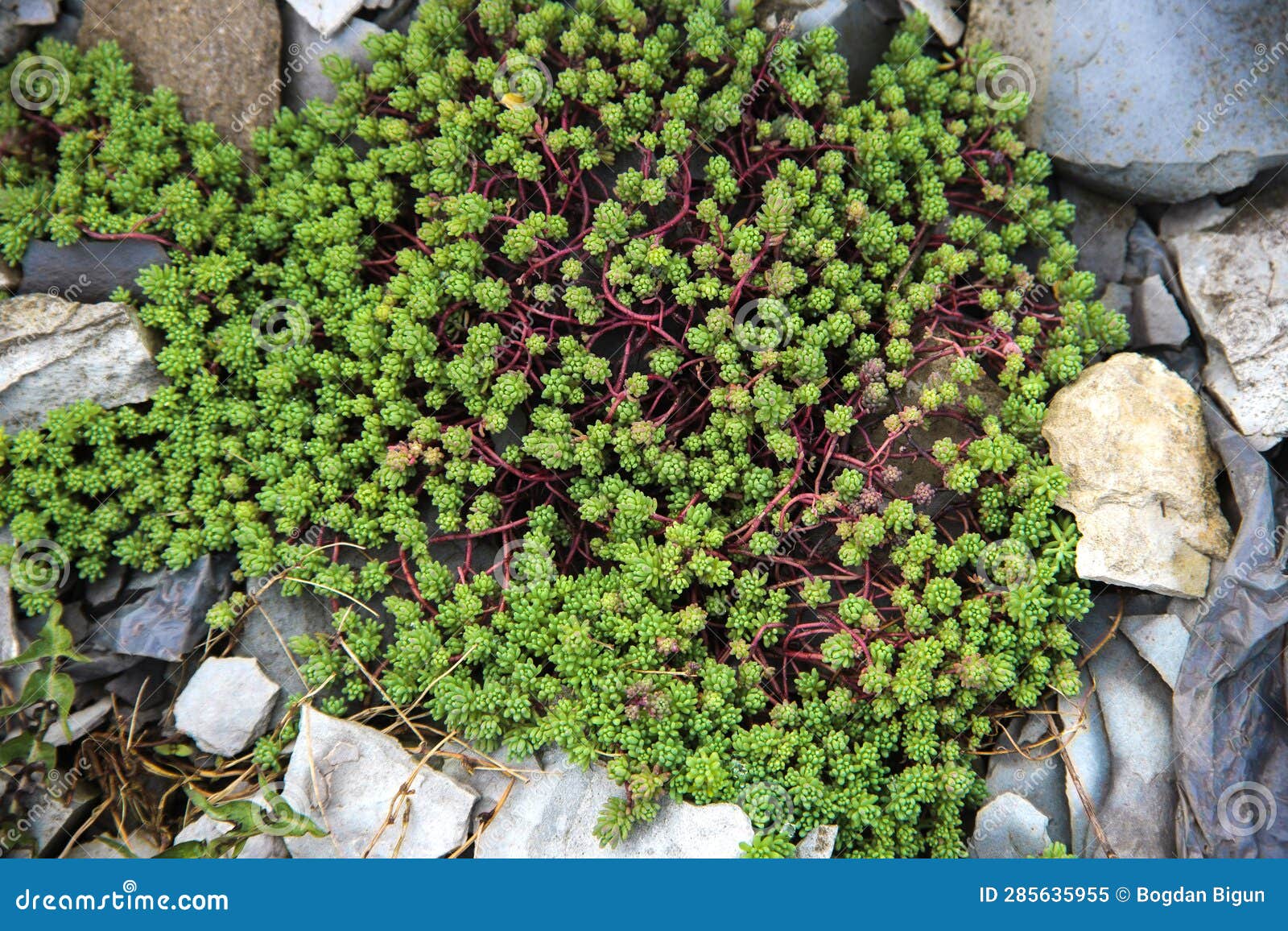 Green Ivy on a Flowerbed among Gray Stones Stock Image Image of grass